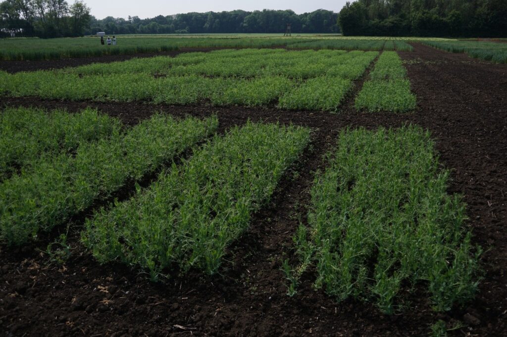 Projektbild IPK