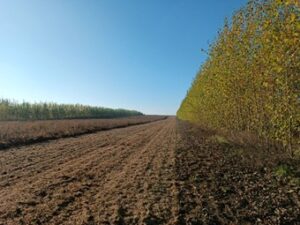 Modernes Alley-Cropping-Agroforstsystem auf den Flächen eines Partnerbetriebs in der Gemeinde Plotha 