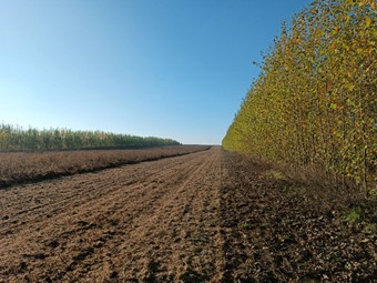 Figure 3: Modern alley-cropping agroforestry system on the land of a partner farm in the municipality of Plotha © Jonathan Renkel, Geoecology, Martin Luther University Halle-Wittenberg 