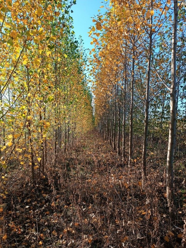 Figure 5: Autumnal row of poplars in an agroforestry system in the municipality of Plotha © Jonathan Renkel, Geoecology, Martin Luther University Halle-Wittenberg 