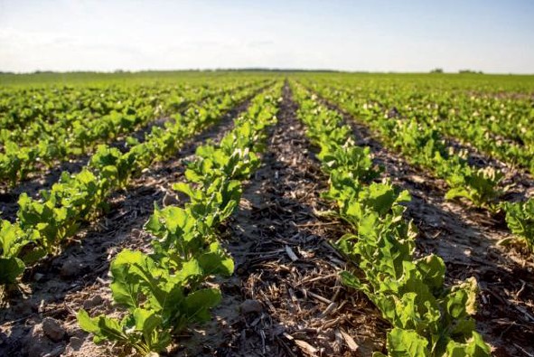 Feldtag Mitte März - Anfang April Streifenbodenbearbeitung bei Zuckerrüben