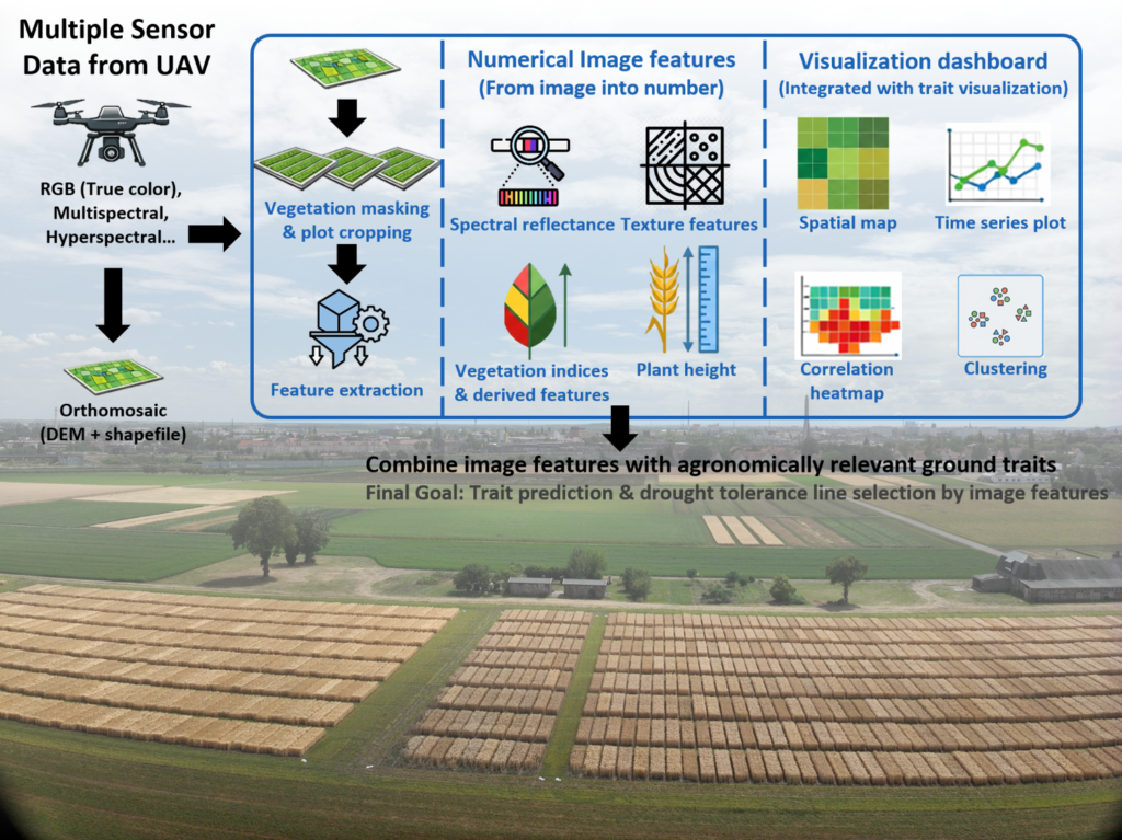 Drone overflight over wheat trial fields in Saxony-Anhalt as part of the DiPredict project on digital phenotyping