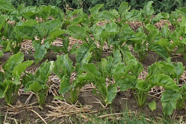 Zuckerrübe auf Feld